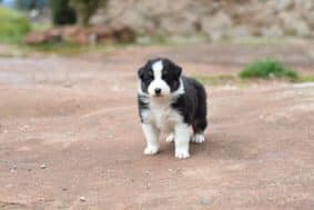 Chiots de race Berger australien à vendre chez l'éleveur PAVILLON SEVERINE