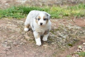 Chiots de race Berger australien à vendre chez l'éleveur PAVILLON SEVERINE