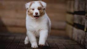 Chiots de race Berger australien à vendre chez l'éleveur La dune d’Ozalée