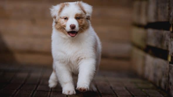 Image de la portée de chiot de l'élévage La dune d’Ozalée