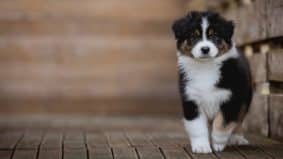 Chiots de race Berger australien à vendre chez l'éleveur La dune d’Ozalée