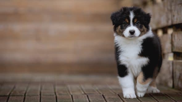 Image de la portée de chiot de l'élévage La dune d’Ozalée