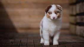 Chiots de race Berger australien à vendre chez l'éleveur La dune d’Ozalée