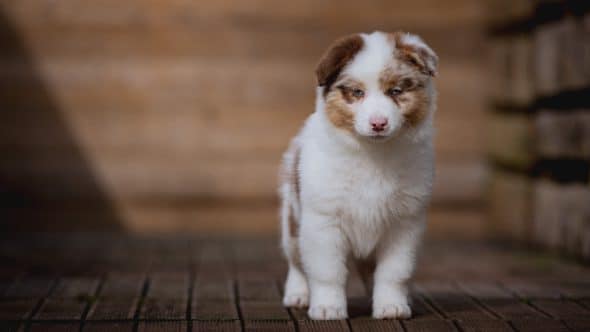 Image de la portée de chiot de l'élévage La dune d’Ozalée