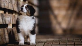 Chiots de race Berger australien à vendre chez l'éleveur La dune d’Ozalée