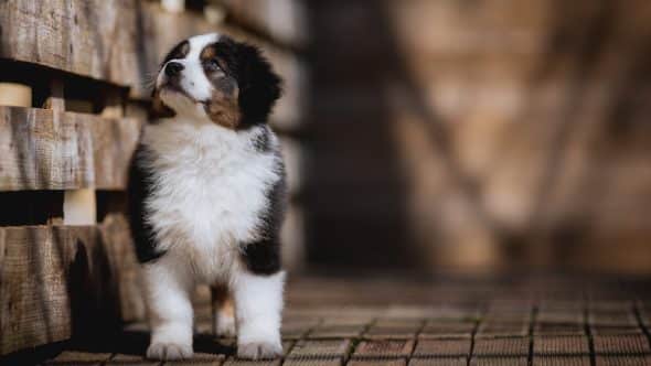 Image de la portée de chiot de l'élévage La dune d’Ozalée