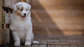 Chiots de race Berger australien à vendre chez l'éleveur La dune d’Ozalée