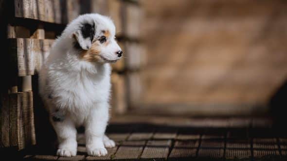 Image de la portée de chiot de l'élévage La dune d’Ozalée