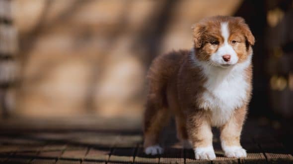 Image de la portée de chiot de l'élévage La dune d’Ozalée