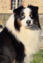 Chiots de race Berger australien à vendre chez l'éleveur BUFFIERE P.ET TONNEAU N.