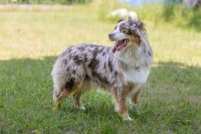 Chiots de race Berger australien à vendre chez l'éleveur BUFFIERE P.ET TONNEAU N.