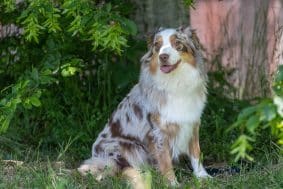 Chiots de race Berger australien à vendre chez l'éleveur BUFFIERE P.ET TONNEAU N.