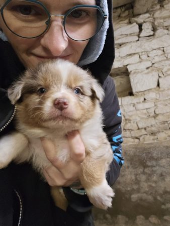 Image de la portée de chiot de l'élévage DU VESTIGE DE L’AM