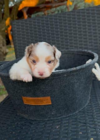 Image de la portée de chiot de l'élévage LA NUSERIE DE NOEMIE