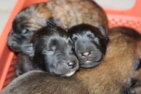 Chiots de race Berger belge à vendre chez l'éleveur ALFONSO CLAIRE