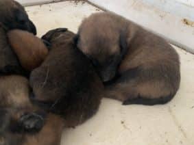 Chiots de race Berger belge à vendre chez l'éleveur DU BLASON A CROIX D’ARGENT