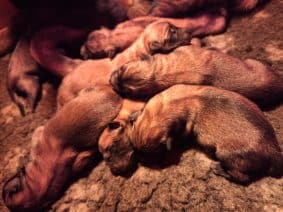 Chiots de race Berger belge à vendre chez l'éleveur ALFONSO CLAIRE