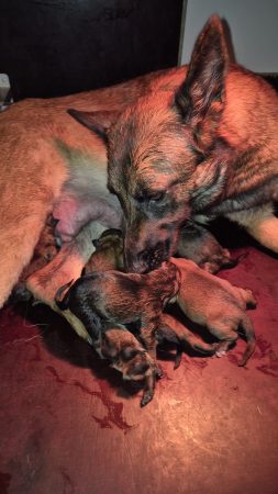 Image de la portée de chiot de l'élévage MR RESMOND JEAN CHRISTOPHE