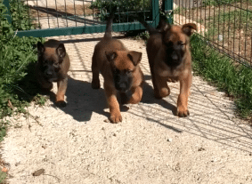 Chiots de race Berger belge à vendre chez l'éleveur DU BLASON A CROIX D’ARGENT