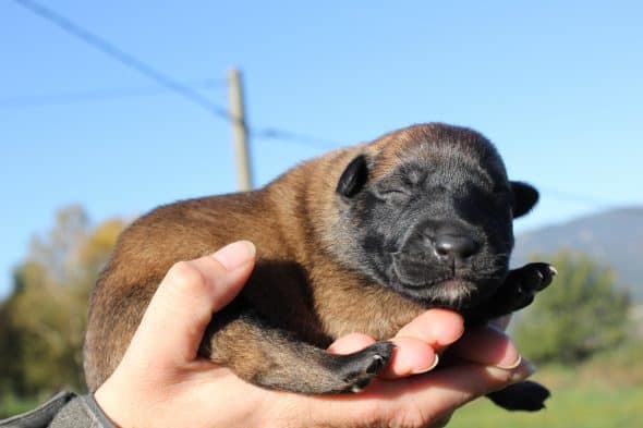 Image de la portée de chiot de l'élévage GIRAUD FLORIAN