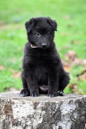 Image de la portée de chiot de l'élévage MATIJA MEDVED