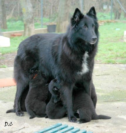 Image de la portée de chiot de l'élévage CALLEY DENIS