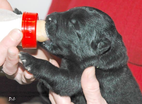 Image de la portée de chiot de l'élévage CALLEY DENIS