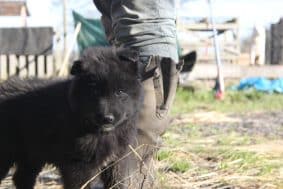 Chiots de race Berger belge Groenendael à vendre chez l'éleveur DOMAINE NOX WELL