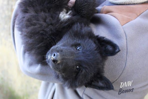 Image de la portée de chiot de l'élévage DOMAINE NOX WELL