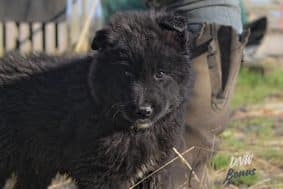 Chiots de race Berger belge Groenendael à vendre chez l'éleveur DOMAINE NOX WELL