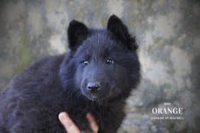 Chiots de race Berger belge Groenendael à vendre chez l'éleveur DOMAINE NOX WELL