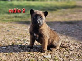 Chiots de race Berger belge malinois à vendre chez l'éleveur LE DOMAINE DE LASKA