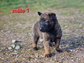 Chiots de race Berger belge malinois à vendre chez l'éleveur LE DOMAINE DE LASKA