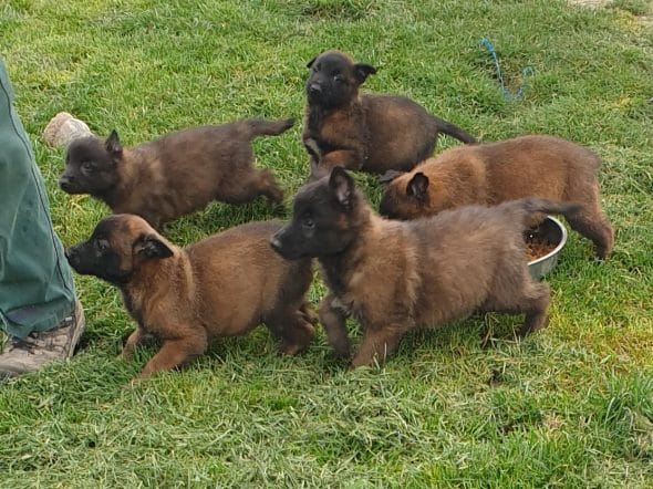 Image de la portée de chiot de l'élévage DU PALAIS DES PAPES