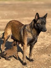 Chiots d'apparence Berger belge malinois à vendre chez l'éleveur SCEA ELEVAGE DE L ETAPE