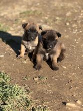 Chiots d'apparence Berger belge malinois à vendre chez l'éleveur SCEA ELEVAGE DE L ETAPE