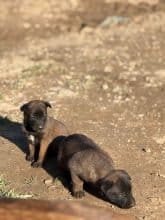 Chiots d'apparence Berger belge malinois à vendre chez l'éleveur SCEA ELEVAGE DE L ETAPE