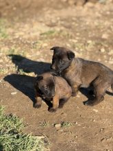 Chiots d'apparence Berger belge malinois à vendre chez l'éleveur SCEA ELEVAGE DE L ETAPE