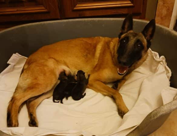 Image de la portée de chiot de l'élévage DES ILES DU SUD