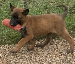 Chiots de race Berger belge malinois à vendre chez l'éleveur DU PERIGORD NOIR ET FEU