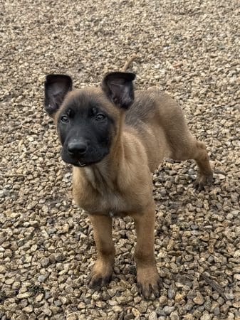 Image de la portée de chiot de l'élévage DU PERIGORD NOIR ET FEU