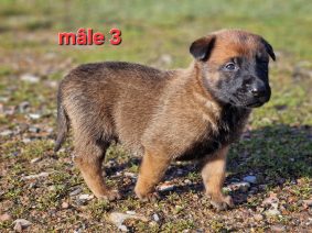 Chiots de race Berger belge malinois à vendre chez l'éleveur LE DOMAINE DE LASKA