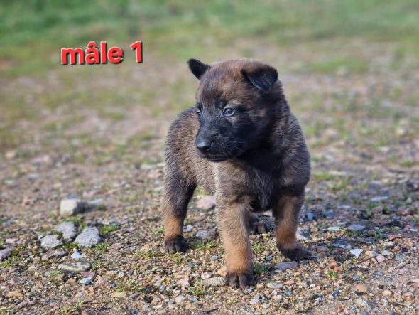 Image de la portée de chiot de l'élévage LE DOMAINE DE LASKA