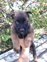 Chiots de race Berger belge malinois à vendre chez l'éleveur DOMAINE ST MATHILDE