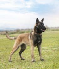 Chiots de race Berger belge malinois à vendre chez l'éleveur DOMAINE ST MATHILDE