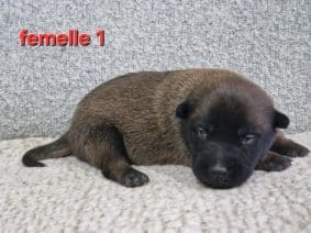 Chiots de race Berger belge malinois à vendre chez l'éleveur LE DOMAINE DE LASKA