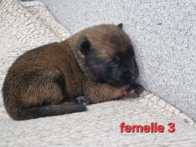 Chiots de race Berger belge malinois à vendre chez l'éleveur LE DOMAINE DE LASKA