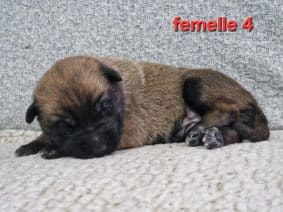 Chiots de race Berger belge malinois à vendre chez l'éleveur LE DOMAINE DE LASKA