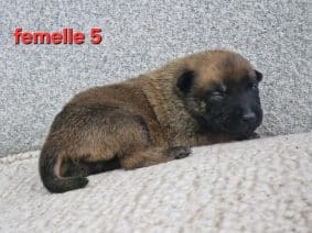 Chiots de race Berger belge malinois à vendre chez l'éleveur LE DOMAINE DE LASKA