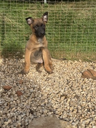 Image de la portée de chiot de l'élévage DU PERIGORD NOIR ET FEU